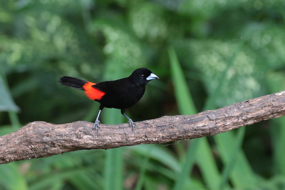 Male Passerini 's Tanager